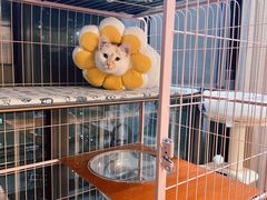 -喜洋洋宠物医院(震川路总店)