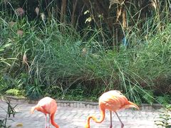 -广东茂名森林公园