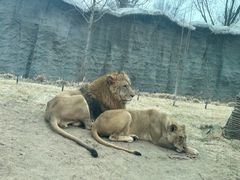 -北京野生动物园