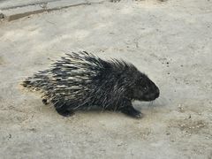 -青藏高原野生动物园