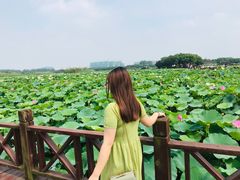 -荷塘月色湿地公园·向阳花洲