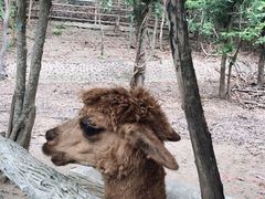 -清迈夜间动物园