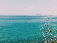 -杨梅坑