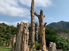 -深圳仙湖植物园