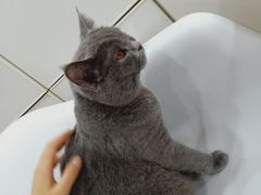 -李小姐の猫咖啡馆(五角场店)