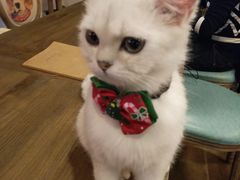 -共舞时光猫咖·狗咖(新街口店)