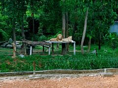 -清迈夜间动物园