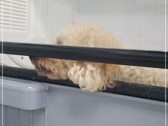 -达爱动物医院·犬猫分区·CT·复杂眼科(远洋山水分院)