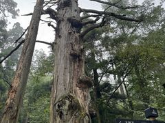 -天目山大树王景区