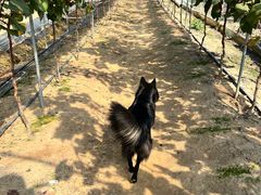 -尚果生态采摘园