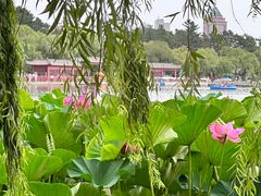 -长春市南湖公园