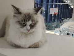 -怪兽屋·羊驼·猫咖·狗咖(俊华广场店)