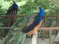 -西安秦岭野生动物园