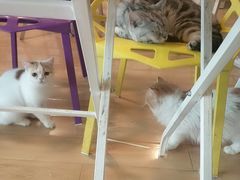 -Cappucimeow猫咪咖啡馆(韦伯时代店)