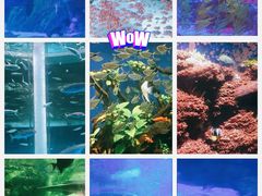 -海合安成都极地海洋公园