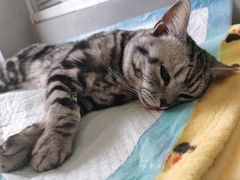 -瑞派长江宠物医院·猫科·外科·24小时夜护(谊城公寓分院)
