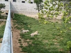 -西霞口神雕山野生动物世界