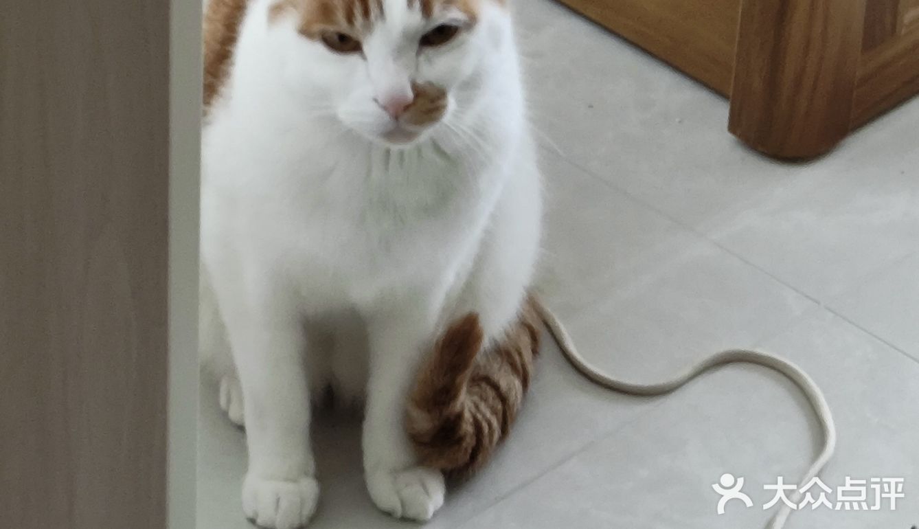想要免费试