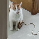 想要免费试