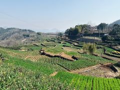 -桑洲油菜花景区