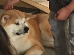 -喜柴咖啡·柴犬狗咖