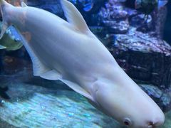 -上海海洋水族馆