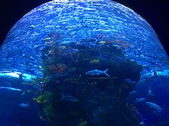 -芜湖新华联大白鲸海洋公园