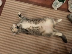 -MOCHA明星猫咖(田子坊店)