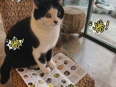 -喵屿·大理花园猫咖