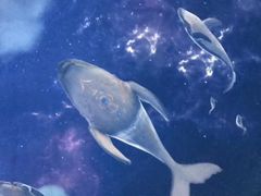 -芜湖方特东方神画