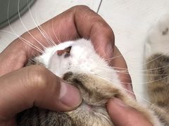-米苏动物医院·犬猫专科·骨科外科内窥镜