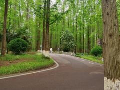 -黄海国家森林公园