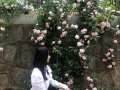 -王顺山国家森林公园
