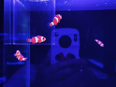 -漫步水族(金源珠宝古玩城店)