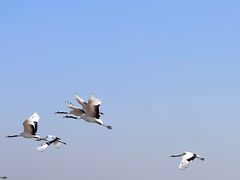 -盐城丹顶鹤湿地生态旅游区