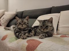 -喵zoo家庭繁育猫舍(尖东智能花园店)