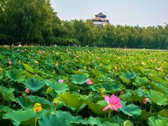 -莲花池公园