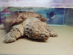 -上海大自然野生昆虫馆(东方明珠·爬宠昆虫探索中心)