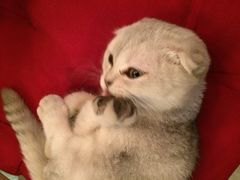 Mikaku-MIKAKU(万达广场上海宝山店)