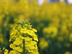 -三圣花乡旅游区