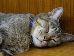 -喵园·猫主题咖啡厅·撸猫·猫咖(国贸店)