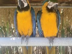 -西霞口神雕山野生动物世界