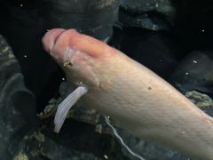 -江和美海洋公园