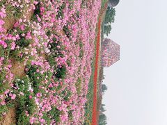 -紫颐香薰山谷景区