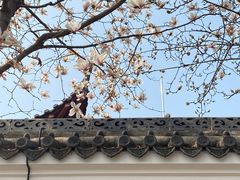 -长春观