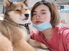 -柴务处·柴犬主题狗咖