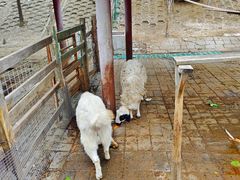 -北京鹿世界主题园