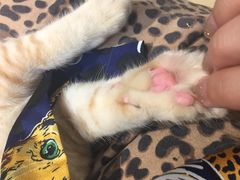 -momokira米努特·德文卷毛猫·棉花面纱犬