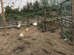 -前小桔亲子创意农场·草莓采摘·露营烧烤