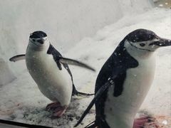 -海合安成都极地海洋公园